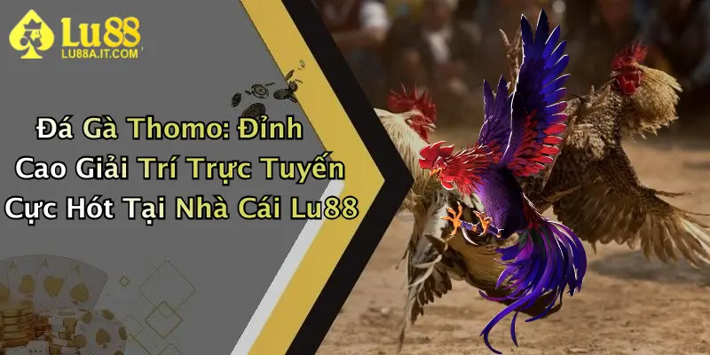 Đá Gà Thomo: Đỉnh Cao Giải Trí Trực Tuyến Cực Hót Tại Nhà Cái Lu88