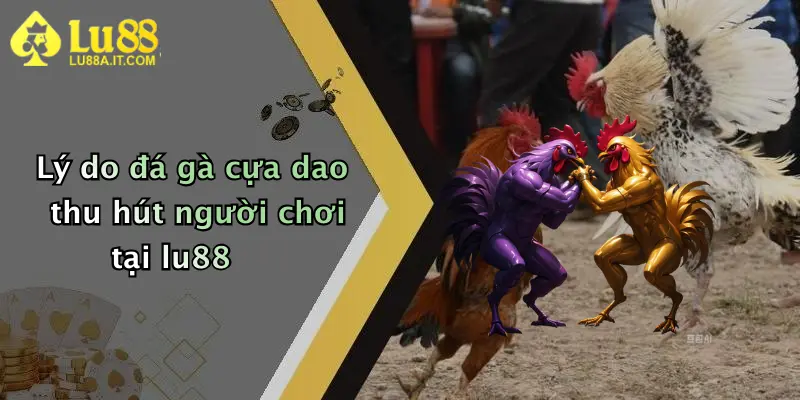 Lý do đá gà cựa dao thu hút người chơi tại lu88