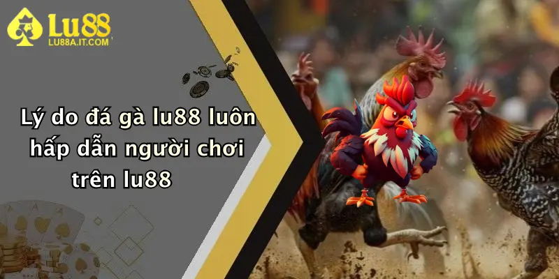 Lý do đá gà lu88 luôn hấp dẫn người chơi trên lu88