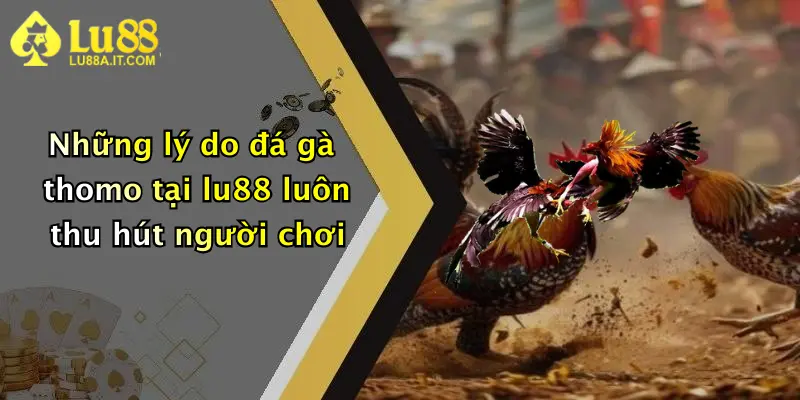 Những lý do đá gà thomo tại lu88 luôn thu hút người chơi